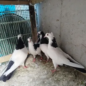 KEPDERI