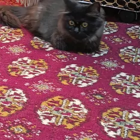 сибирская кошка