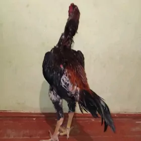 horaz