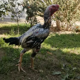 baysow horaz