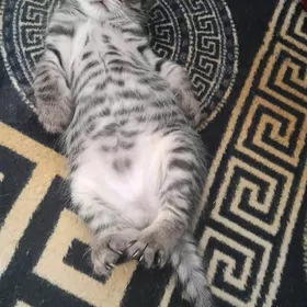 pişik