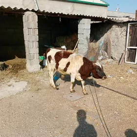 Ala Øküz