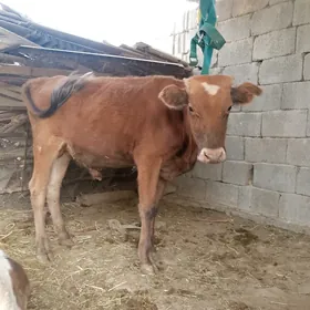 Öküz
