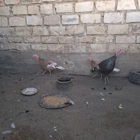 Induk gyzyl