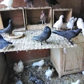 Kepderi