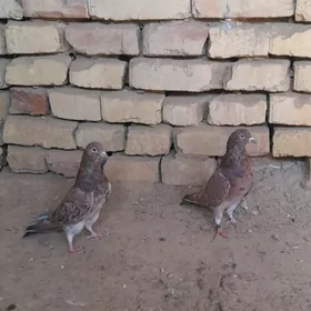 kepderi
