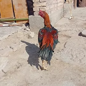 байтсовы horaz