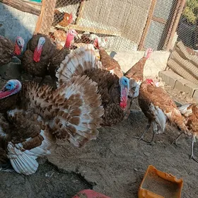 İndyuk