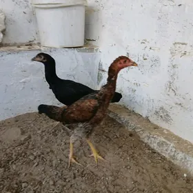Horaz