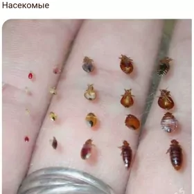 Arassacylyk isi Tagtabite gars