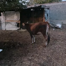 tüwe