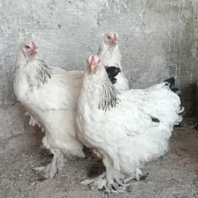 brama çil we armian