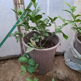 Limon sitil