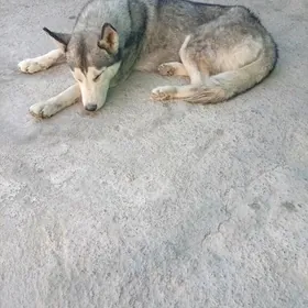 haski