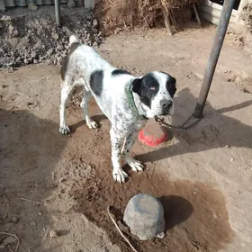 Туркмен алабай