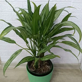 АГЛАОНЕМА КАТЛЕСС