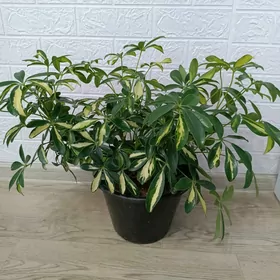 ШЕФЛЕРА ГОЛД