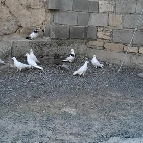 kepderi