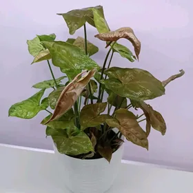 СИНГОНИУМ МИКС