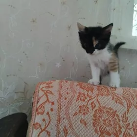 pişijikler