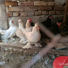 Ýaponçik