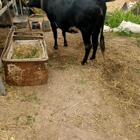 Sygyr boğaz