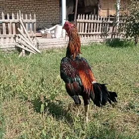 Horaz