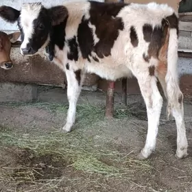 ala gatyşyk gibrit tuwe