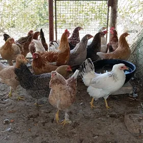 Ýetişen ýaş towuk,
