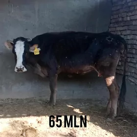BOGAZ SYGYR