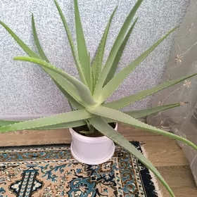 АЛОЭ/ALOE