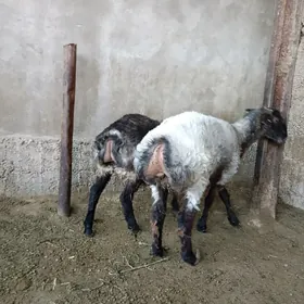 goýun bakylan