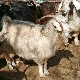 SEMIZ GEÇILER BAKYLAN KG 90