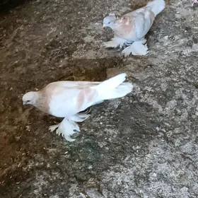 kepderi