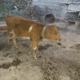 Göle