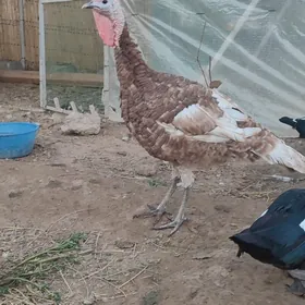 owgan indyuк индюшка