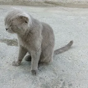 pişik