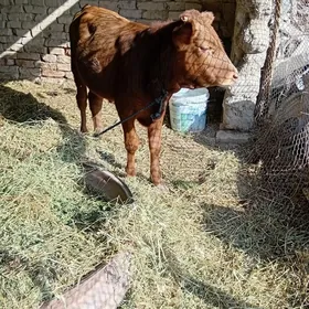 sygyr okuzçe
