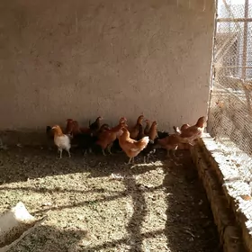 TowutTowuklar