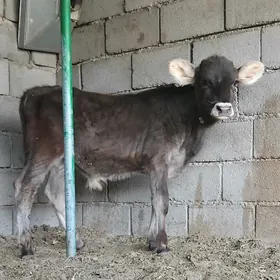 ŠWES OKUZ TUWE