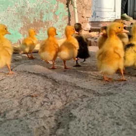 satılık ördek jüýle