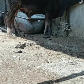 swes öküz