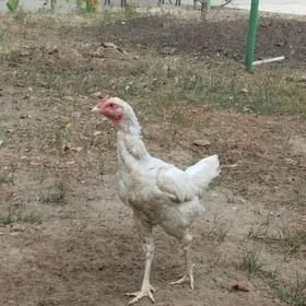 taşkent mäki