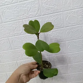 ХОЙЯ СЕРДЕЧКИ