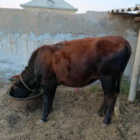 ýaş tüwe
