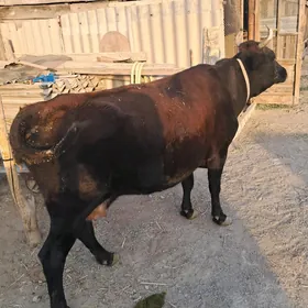 Gysyr sygyr