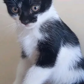 Домашний котёнок