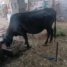 bogaz sygyr 7 aý bolan gecen