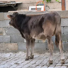 Okuzçe