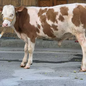 Semental ökuz